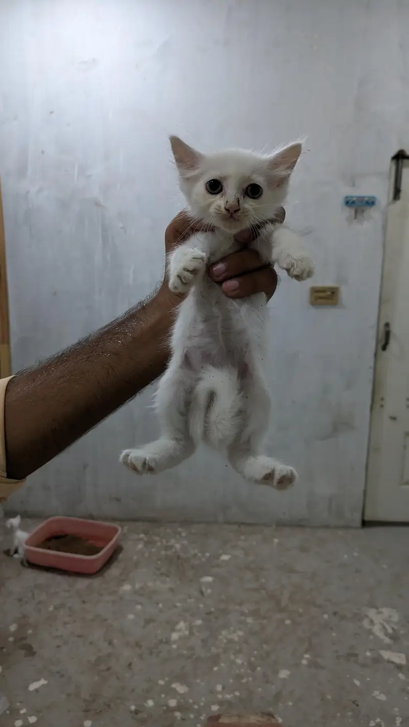 persian kittens — photo 5