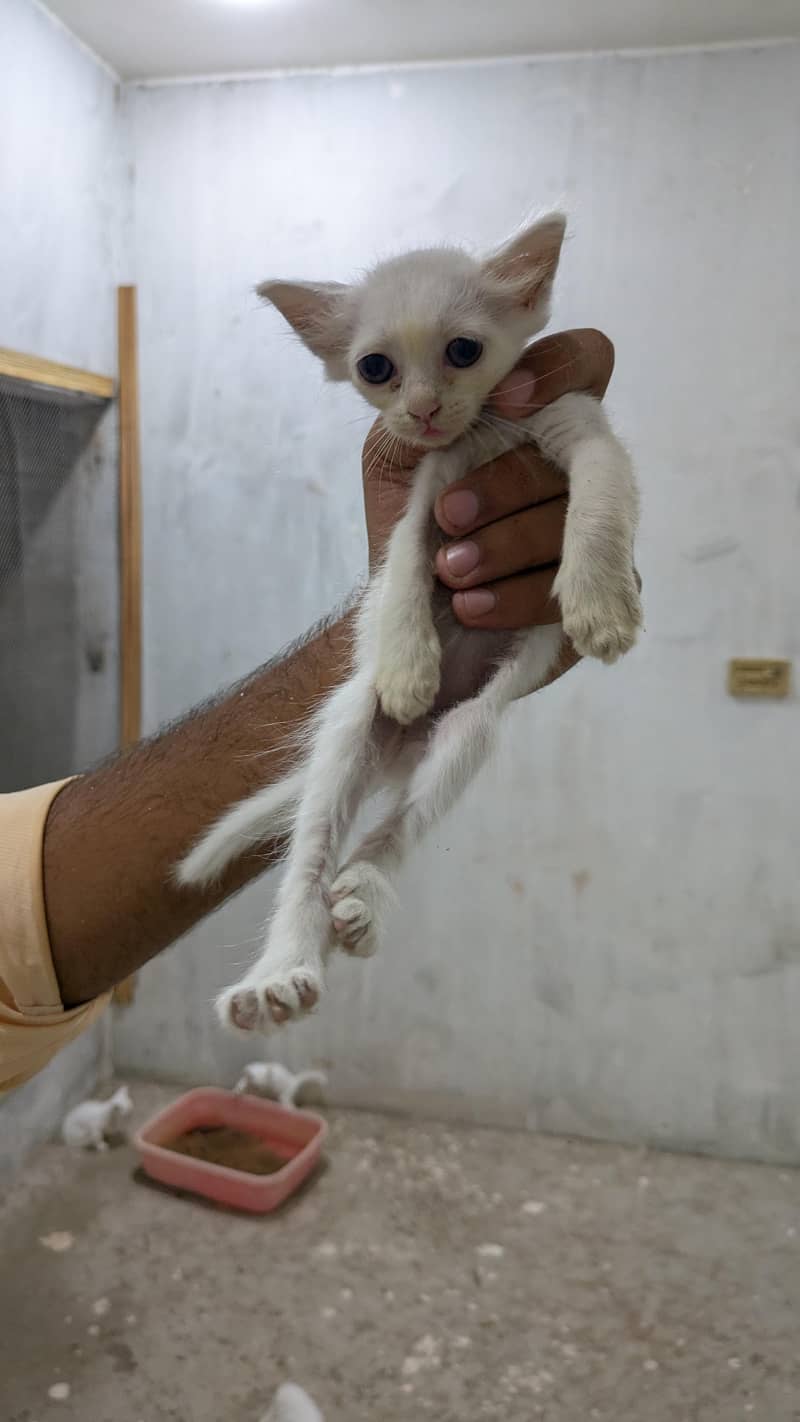 persian kittens 5