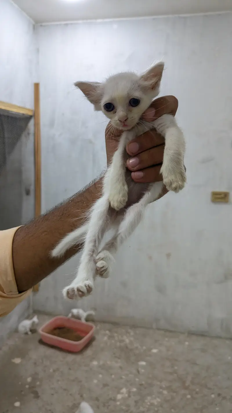 persian kittens — photo 6