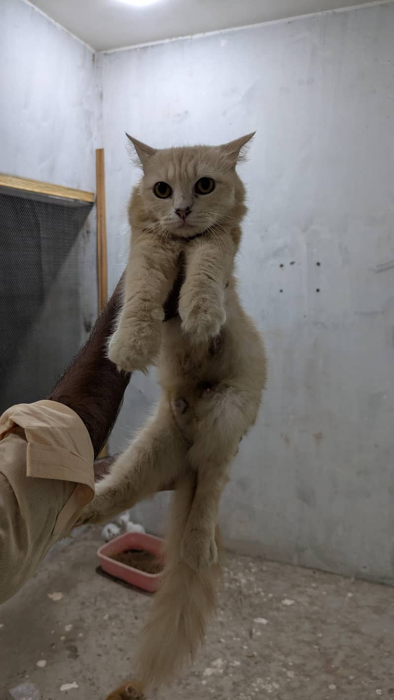 persian kittens 6