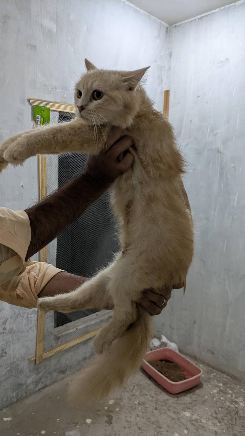 persian kittens 7