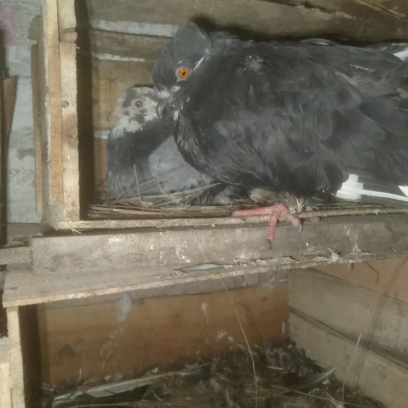 parion. are sell.      13 pic — photo 2