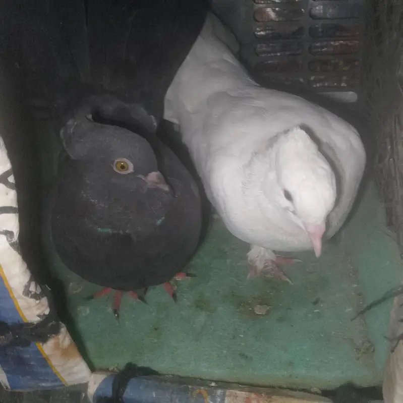 parion. are sell.      13 pic — photo 3