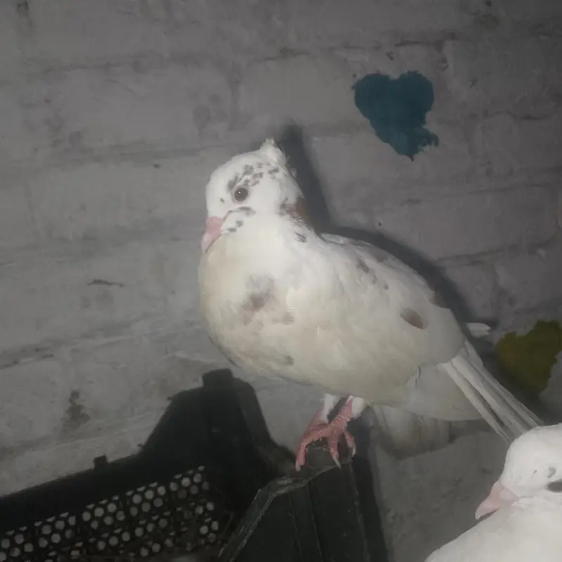 parion. are sell.      13 pic — photo 6