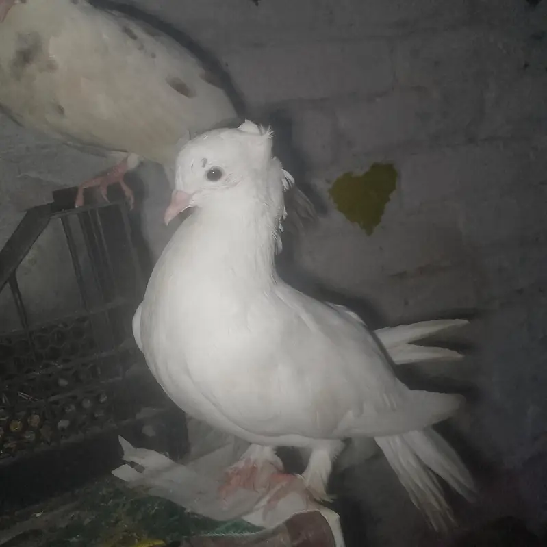 parion. are sell.      13 pic — photo 7