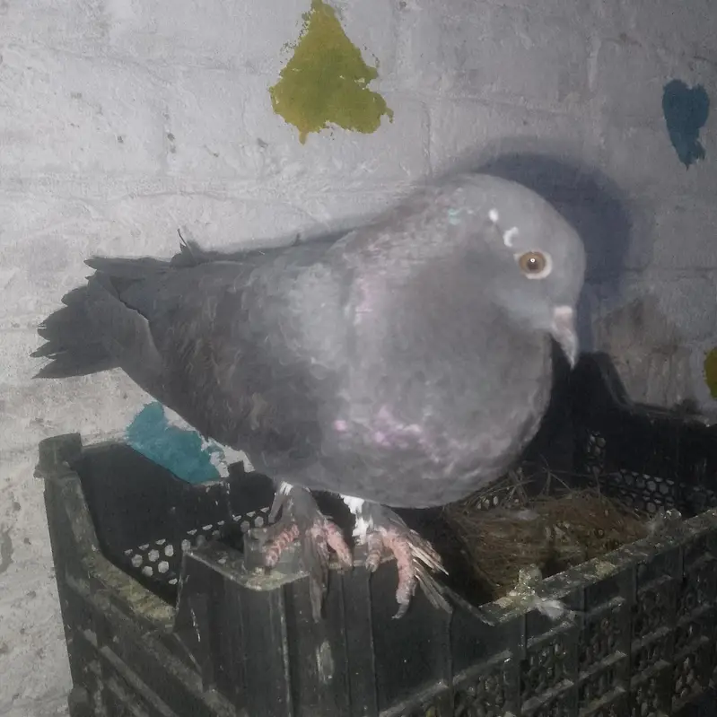 parion. are sell.      13 pic — photo 8