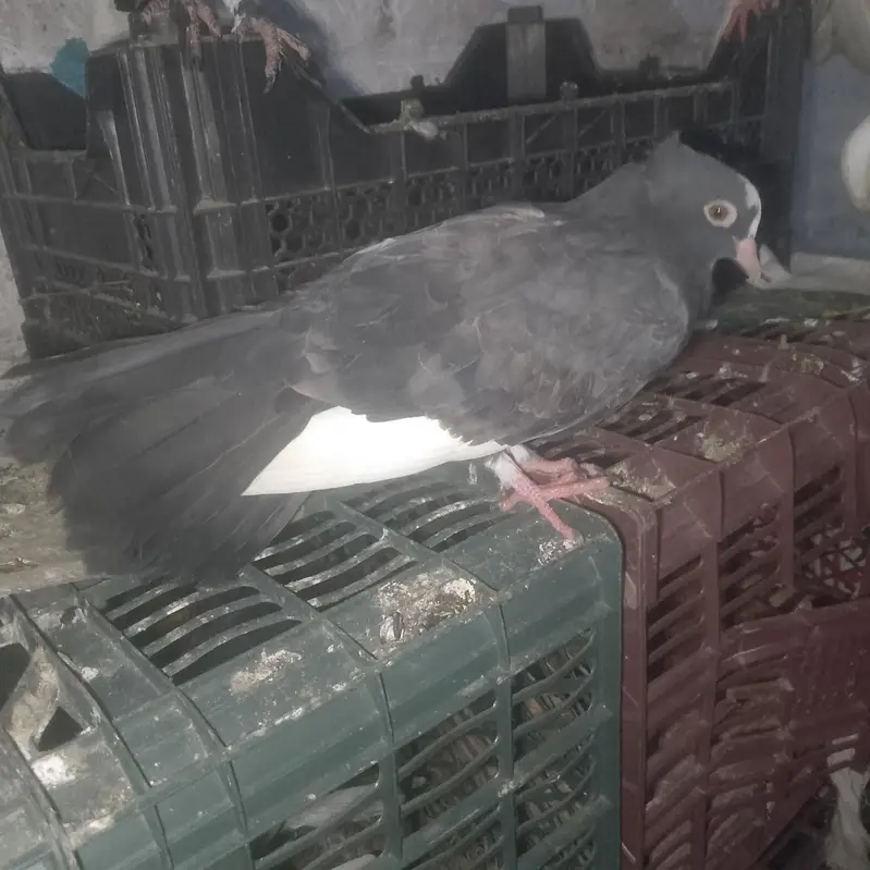 parion. are sell.      13 pic — photo 9