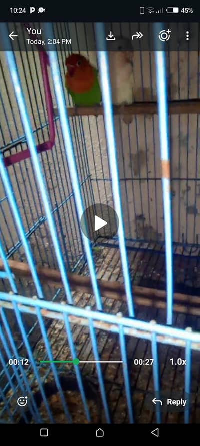 love birds breeder pair luttino opaline, cerimino opaline ki working