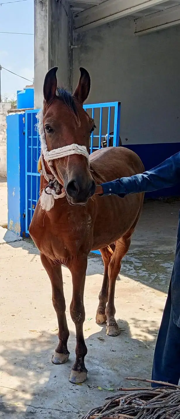 pure desi Horse bachera