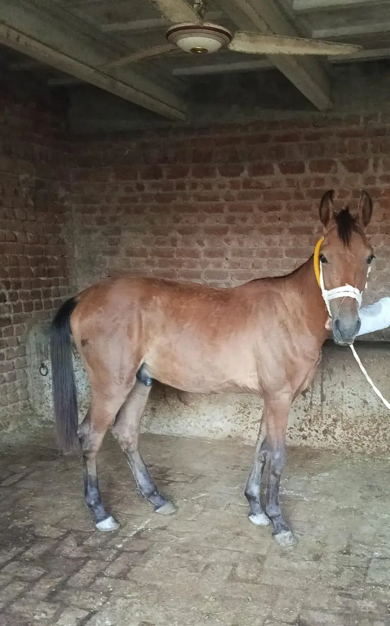 pure desi Horse bachera — photo 2