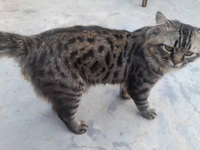 For sale