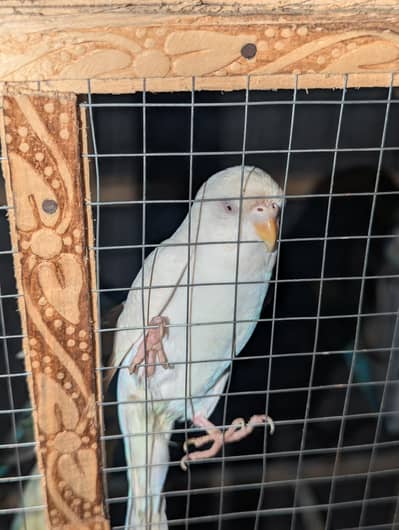 Red eyes budgies female for sale