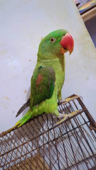 Alexander Parrot Hand tammed  Pahari parrot