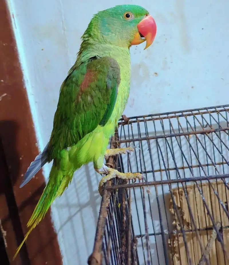 Alexander Parrot Hand tammed  Pahari parrot — photo 2