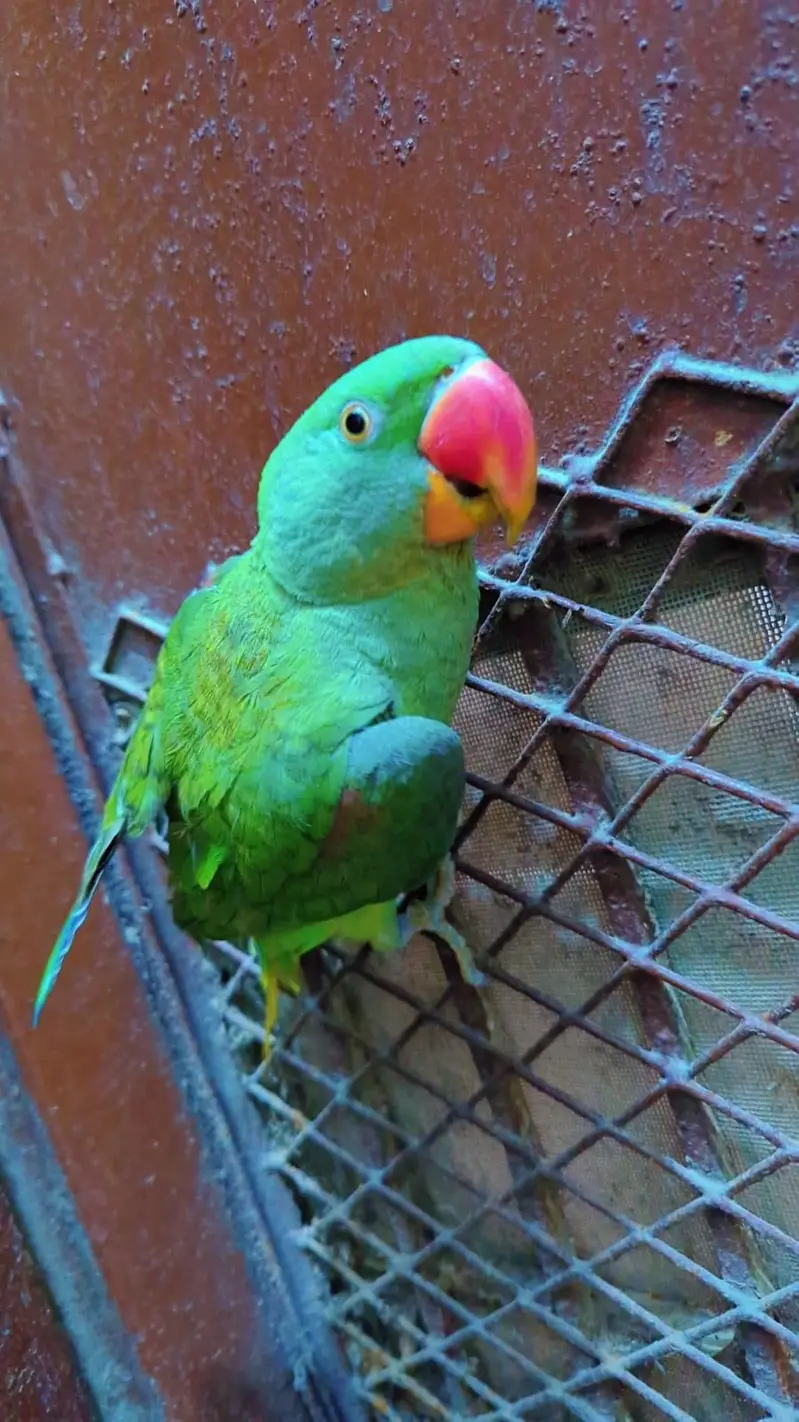 Alexander Parrot Hand tammed  Pahari parrot — photo 4