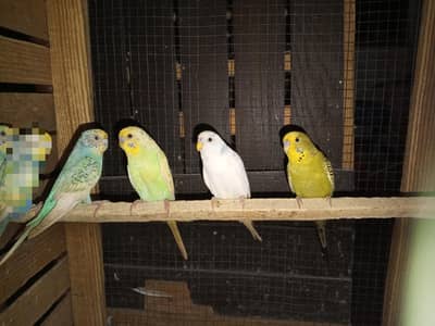 1 Rainbow Pair Or 2 Male's For Sale