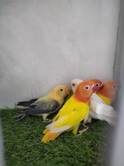 lutino opaline, parblue euwing opaline pf,