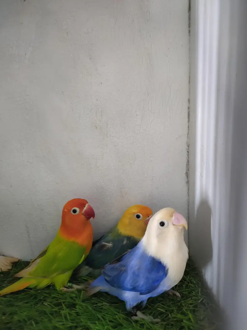lutino opaline, parblue euwing opaline pf, Albino opaline — photo 2