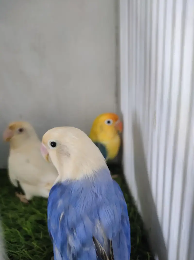 lutino opaline, parblue euwing opaline pf, Albino opaline — photo 3