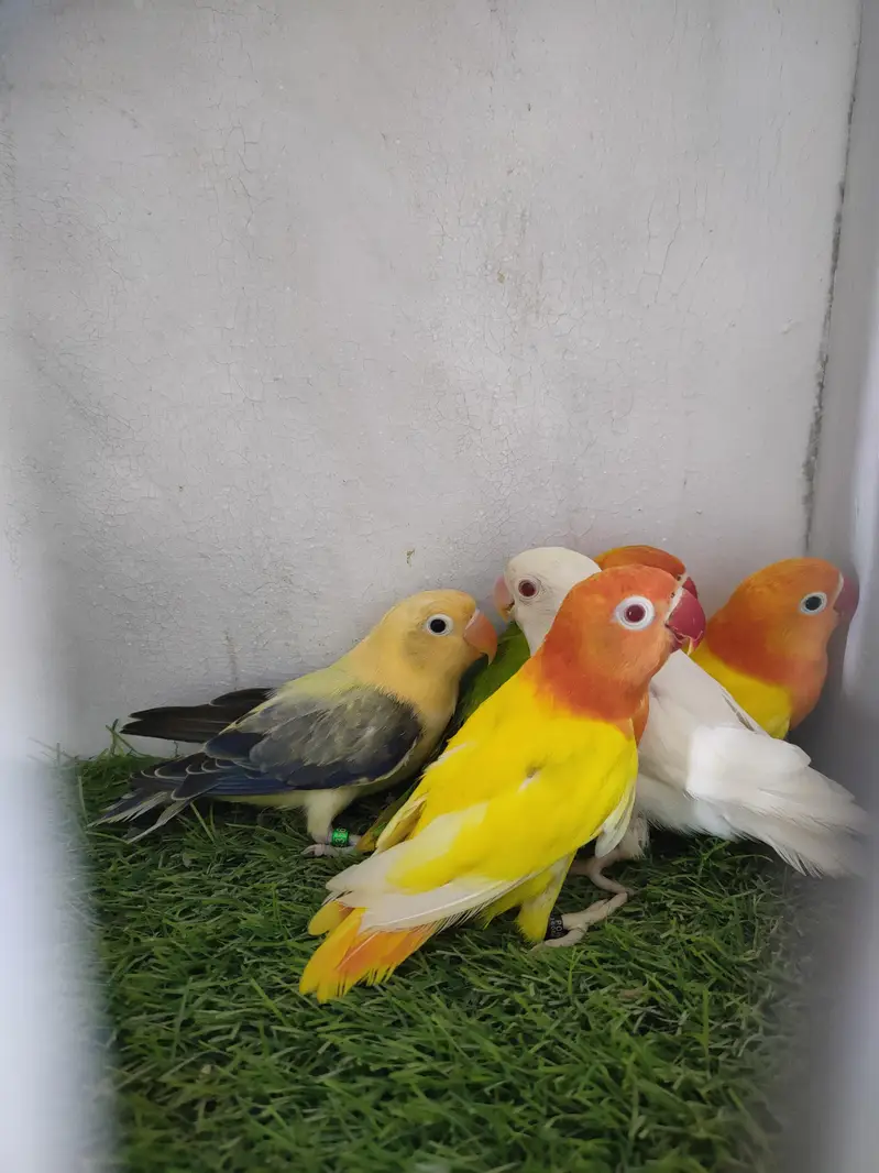 lutino opaline, parblue euwing opaline pf, Albino opaline — photo 6
