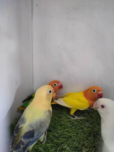 lutino opaline, parblue euwing opaline pf, Albino opaline