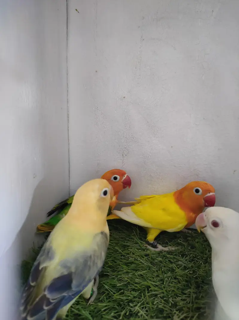 lutino opaline, parblue euwing opaline pf, Albino opaline — photo 7