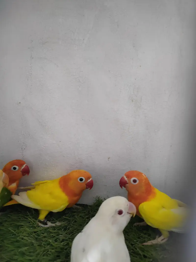 lutino opaline, parblue euwing opaline pf, Albino opaline — photo 8