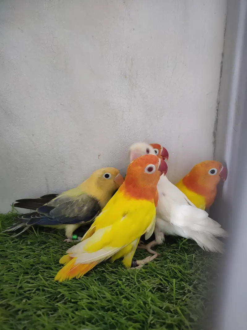 lutino opaline, parblue euwing opaline pf, Albino opaline — photo 9