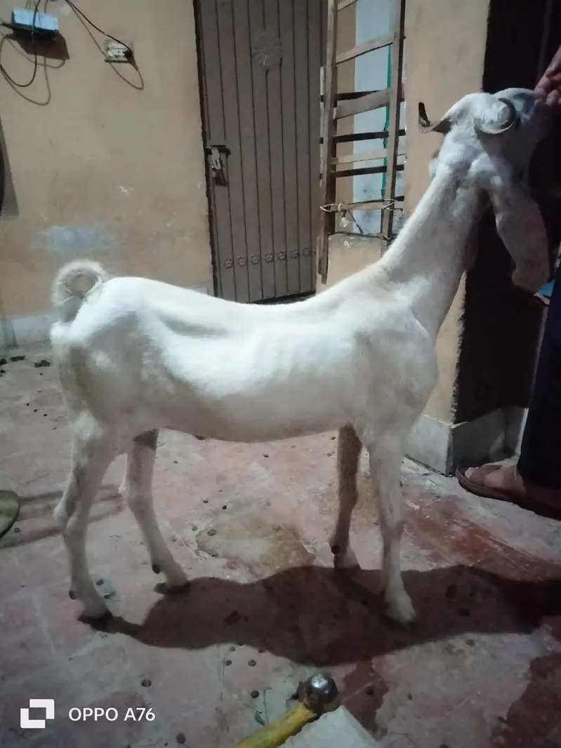 Multani Nachi Pink Male