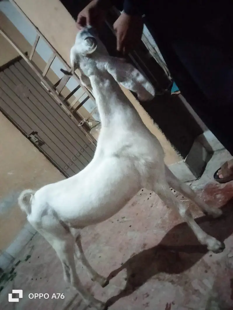 Multani Nachi Pink Male — photo 2