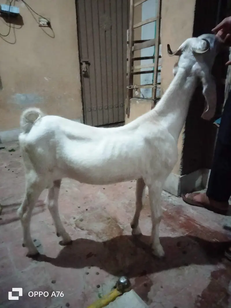 Multani Nachi Pink Male — photo 3