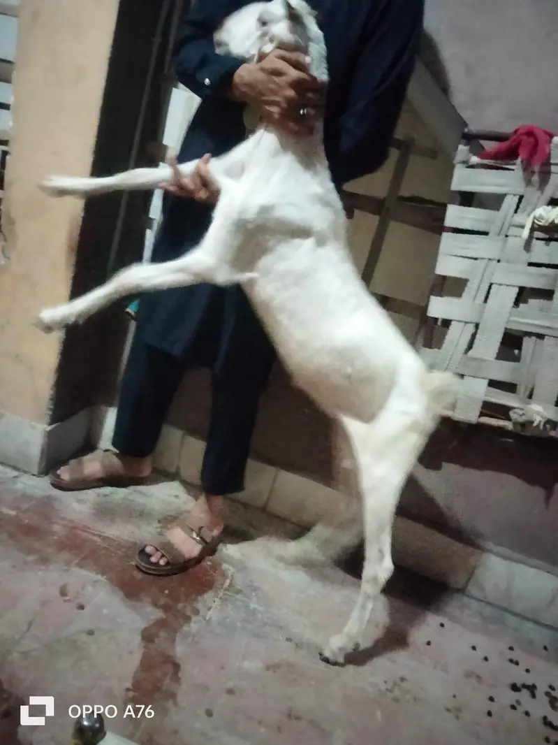 Multani Nachi Pink Male — photo 4