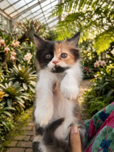 Punch Face Persian Female Kitten
