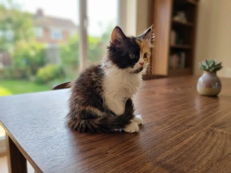 Punch Face Persian Female Kitten — photo 2