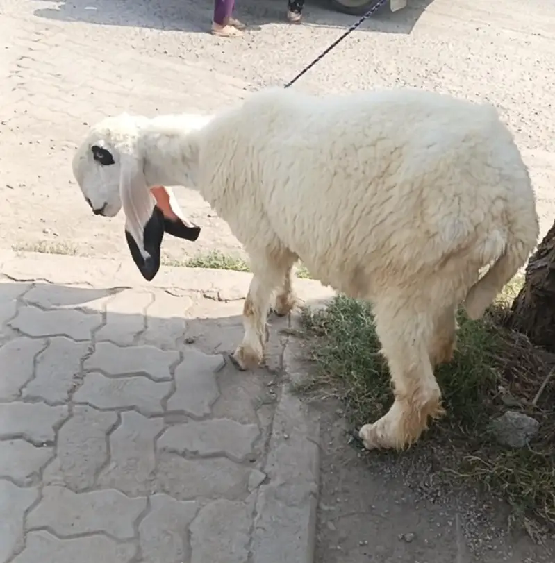 kajli for sale dondi 2 dantt
