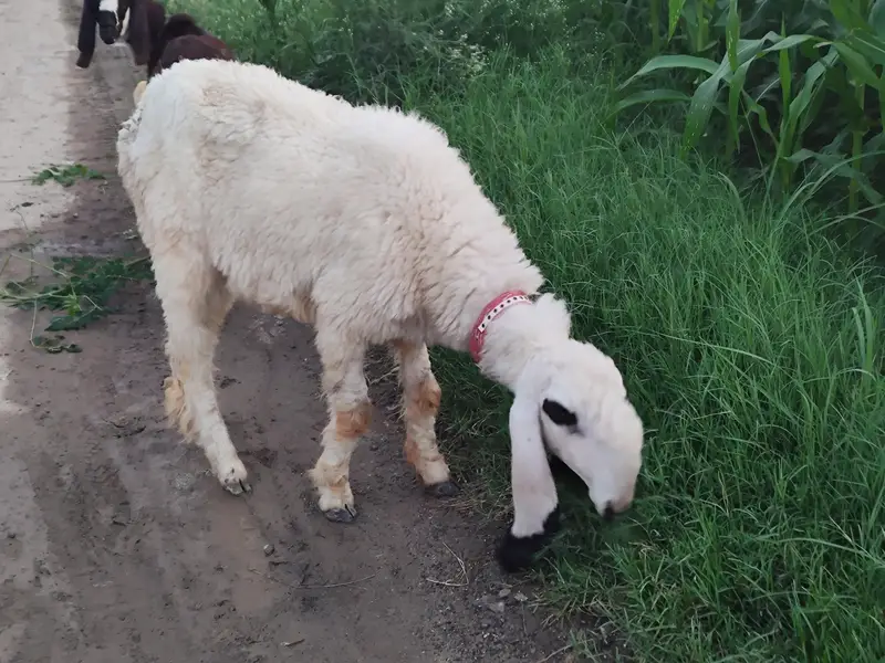 kajli for sale dondi 2 dantt — photo 2