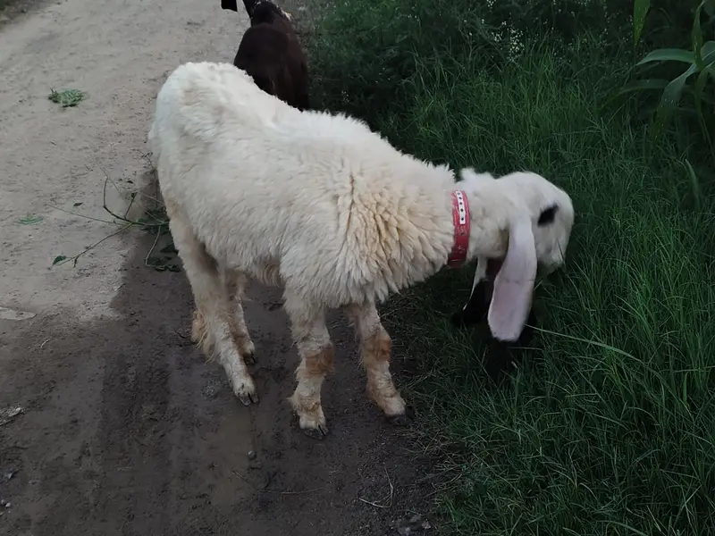 kajli for sale dondi 2 dantt — photo 3