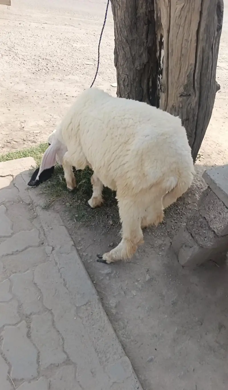 kajli for sale dondi 2 dantt — photo 4