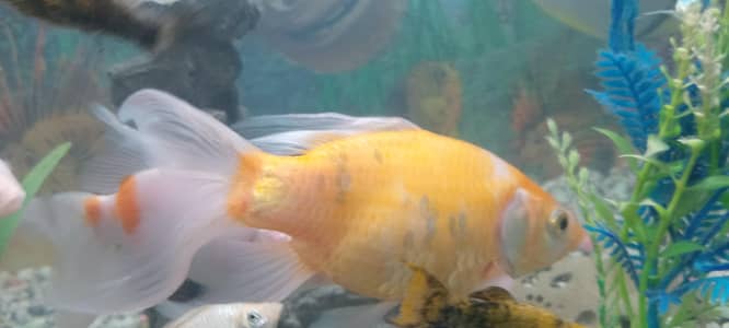 Fish urgent sell