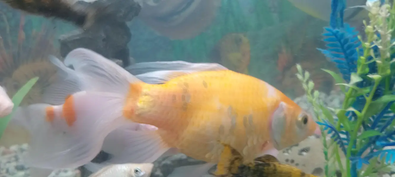 Fish urgent sell