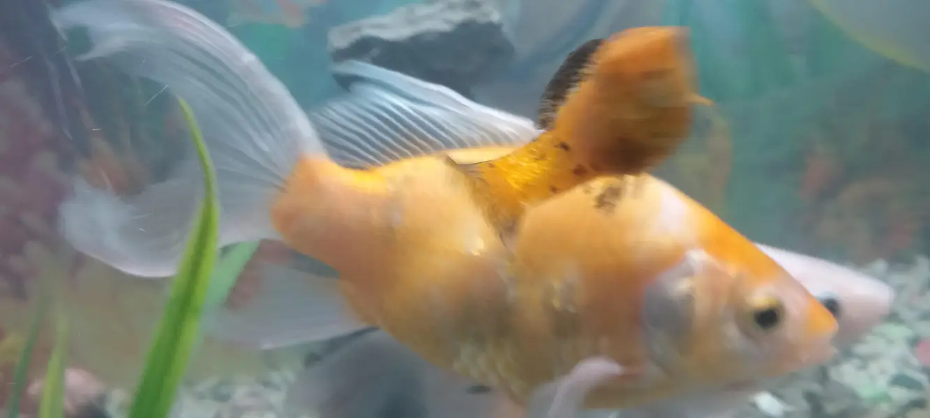 Fish urgent sell — photo 2