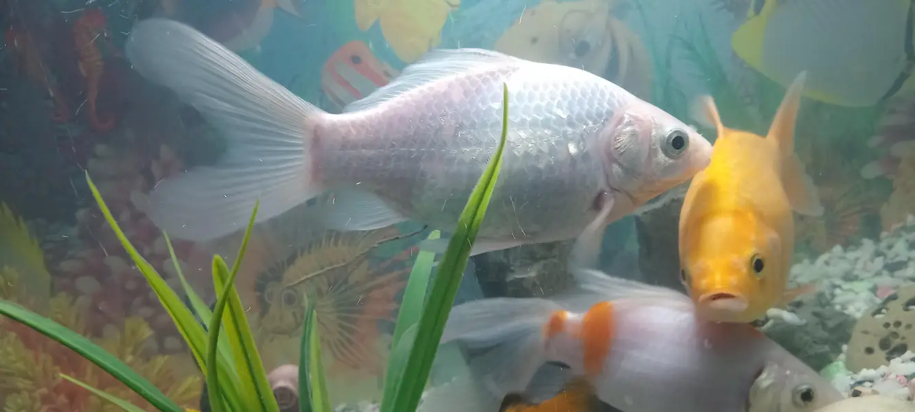 Fish urgent sell — photo 3