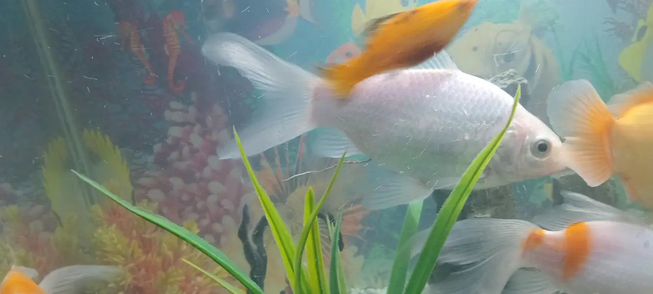 Fish urgent sell — photo 4