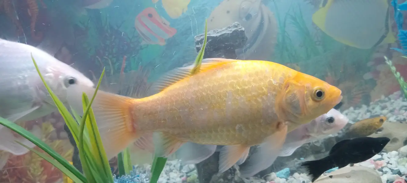 Fish urgent sell — photo 5