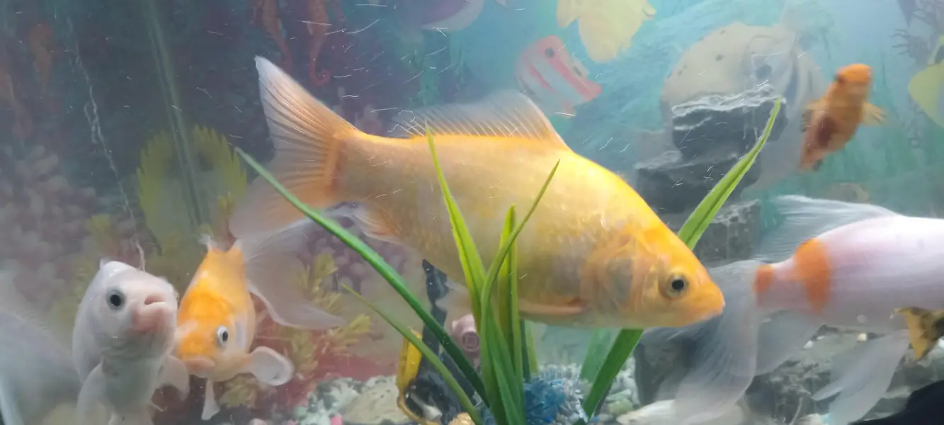 Fish urgent sell — photo 6