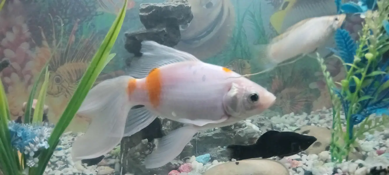 Fish urgent sell — photo 7