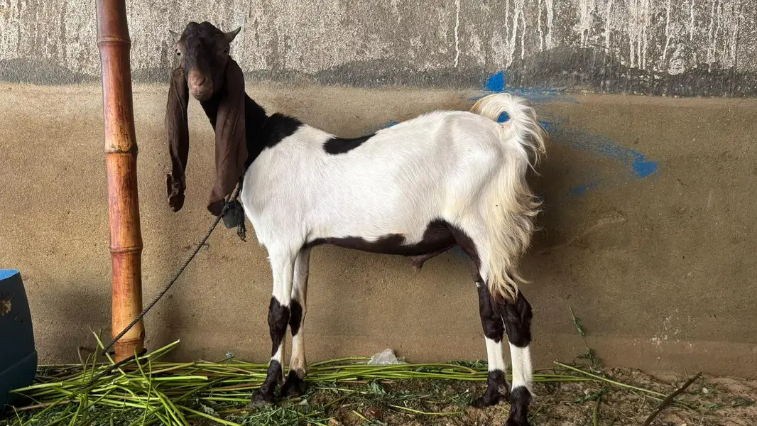 kamori bakra — photo 2