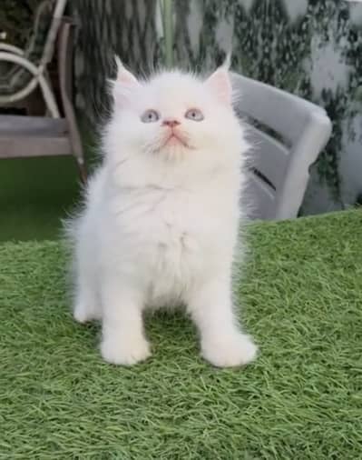 Persian male female kittens