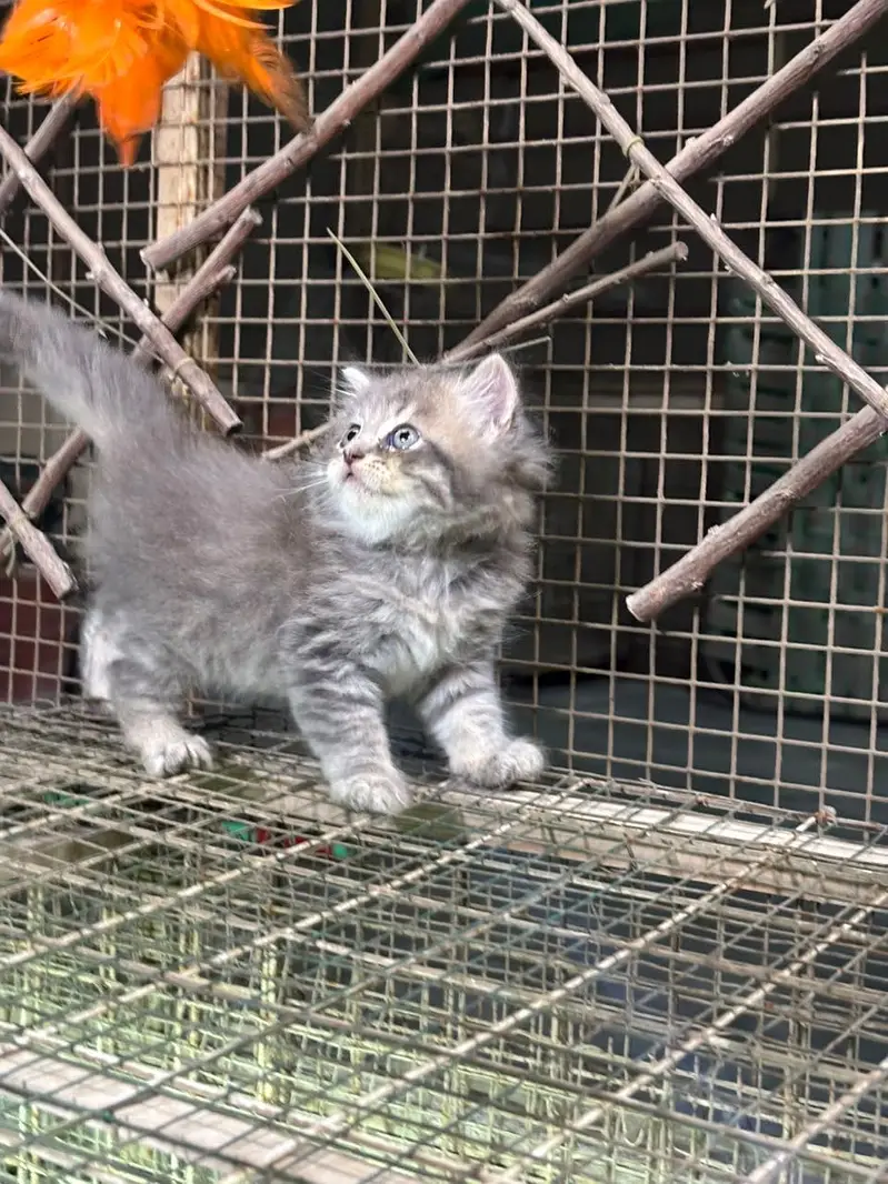 Persian male female kittens — photo 2