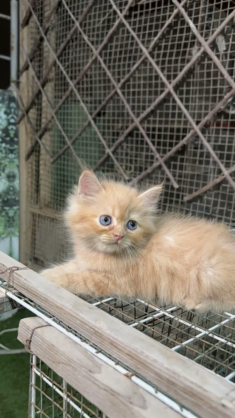 Persian male female kittens — photo 3
